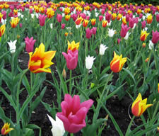 May Flowers